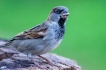 Oiseaux Moineau domestique (Passer domesticus)