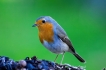 Oiseaux Rougegorge familier (Erithacus rubecula)