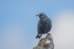 Oiseaux Etourneau sansonnet (Sturnus vulgaris)