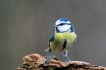 Oiseaux Mésange bleue (Cyanistes caeruleus)