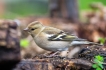 Oiseaux Pinson des arbres femelle (Fringilla coelebs)