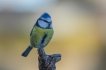 Oiseaux Mésange bleue (Cyanistes caeruleus)