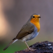 Oiseaux Rouge-gorge (Erithacus rubecula)