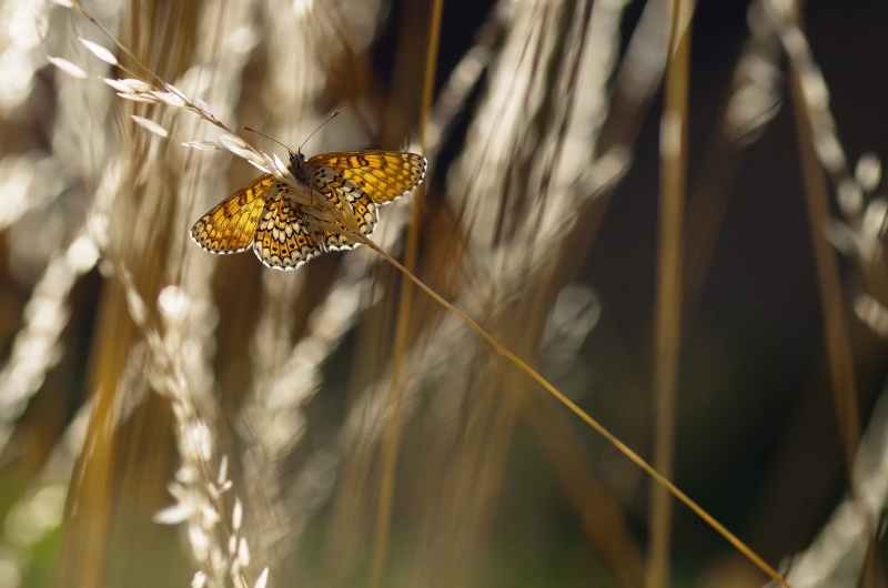 Photo Insectes