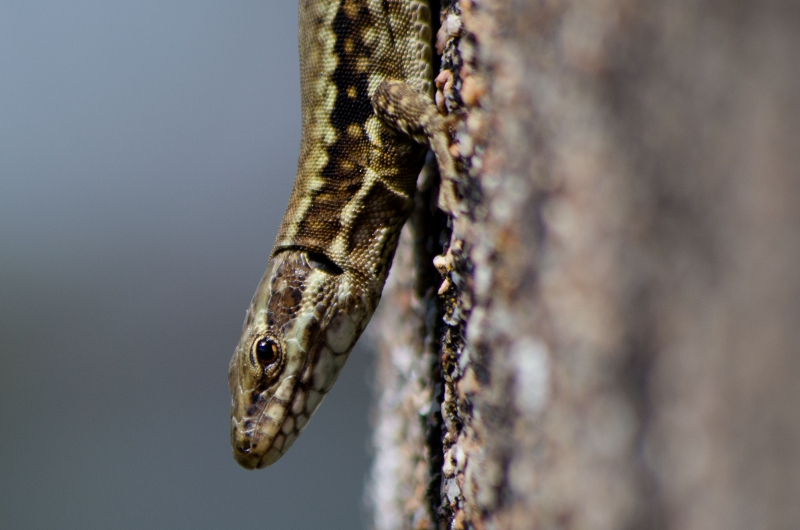 Photo Reptiles