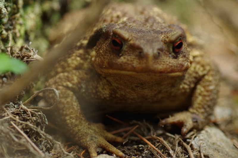 Photo Amphibiens Crapaud commun ( Bufo bufo ) .