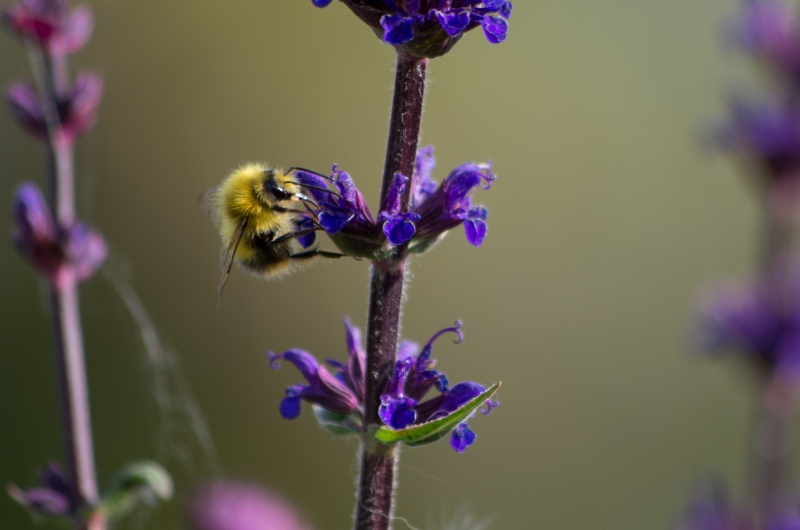 Photo Insectes