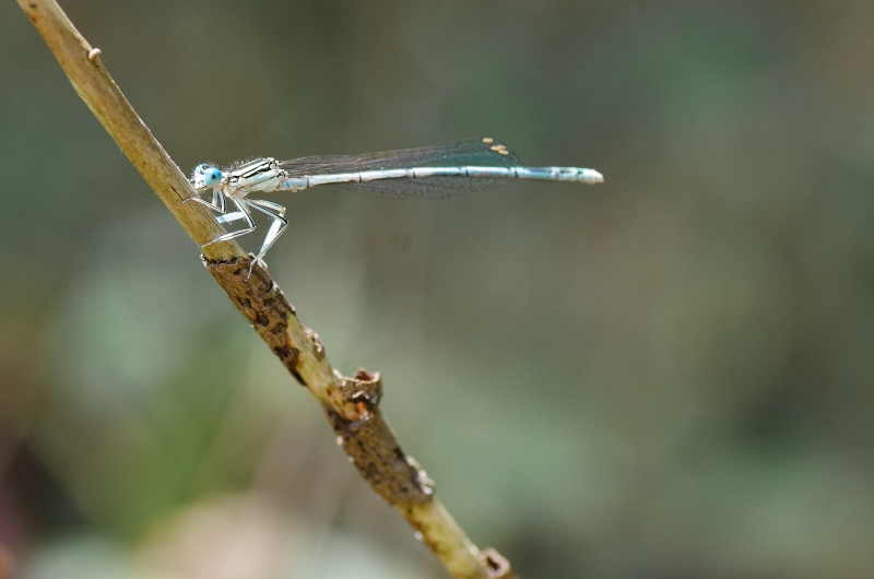 Photo Insectes