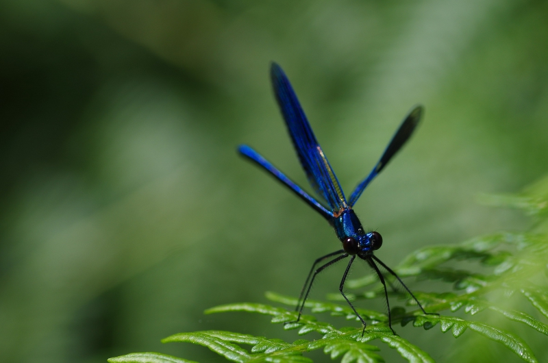 Photo Insectes