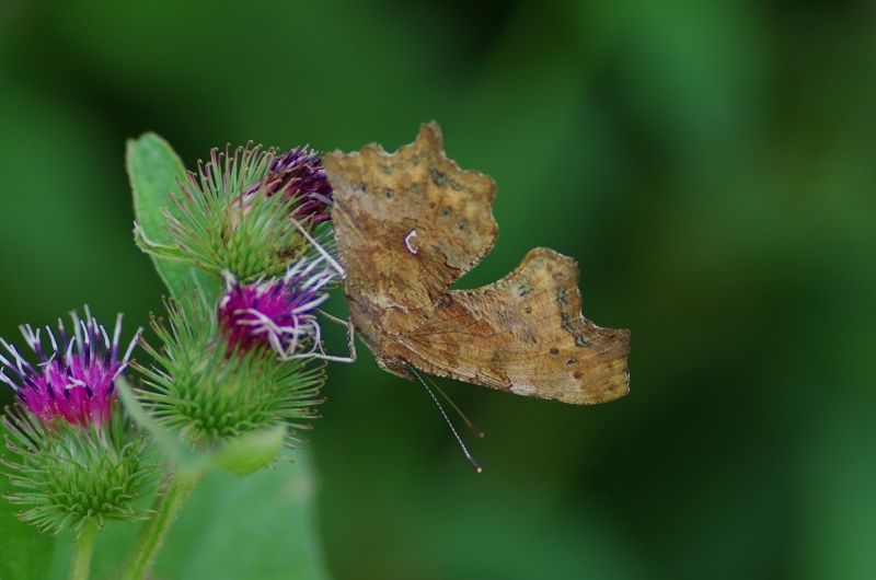 Photo Insectes Robert-le-Diable (Polygonia c-album)