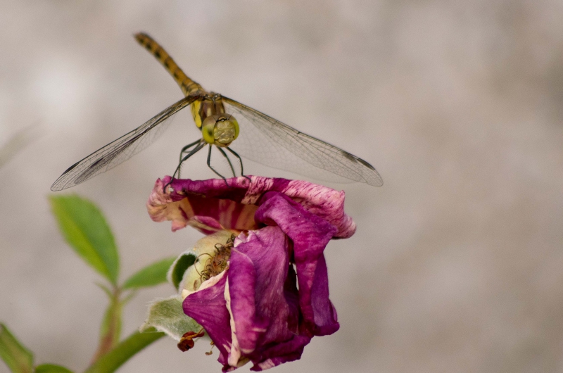 Photo Insectes