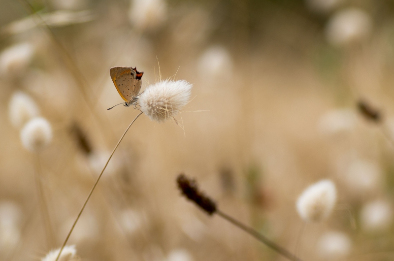 Photo Insectes