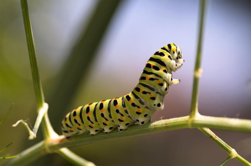 Photo Insectes Chenille de Machaon (Papilio machaon) 