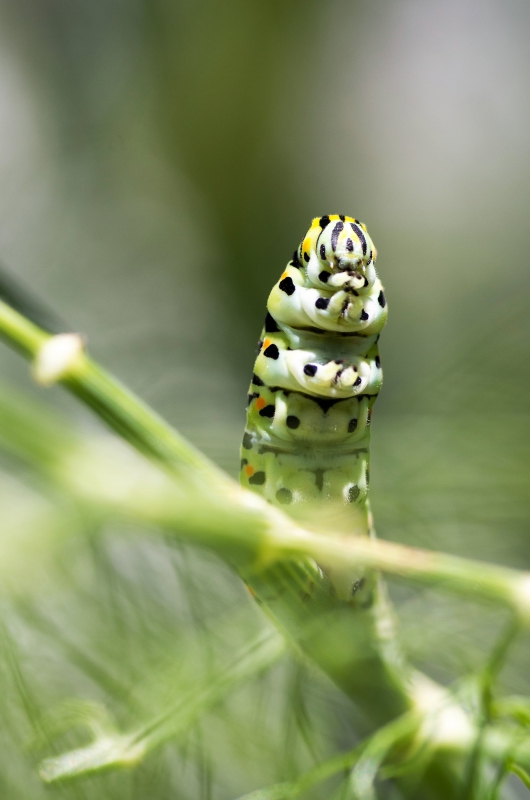Photo Insectes Chenille de Machaon (Papilio machaon) 