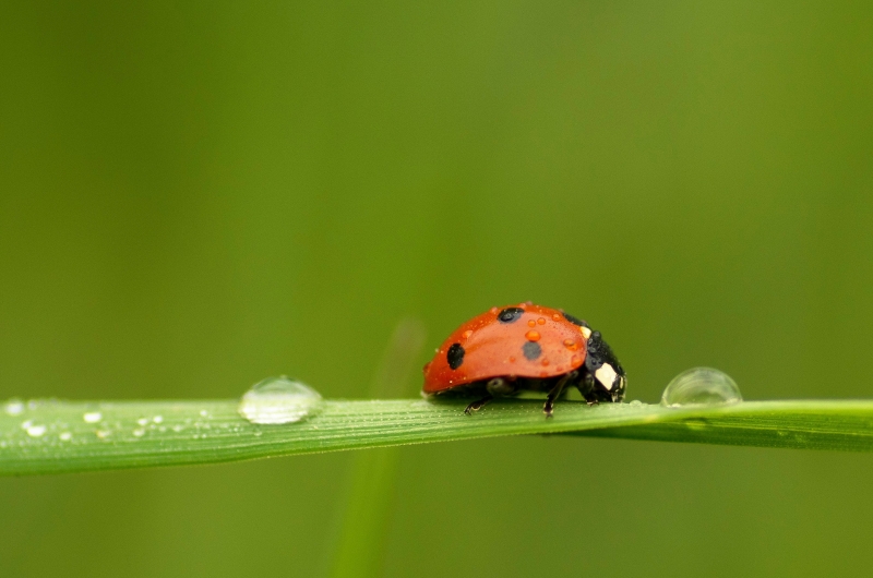 Photo Insectes Coccinelle à 7 points (Coccinella septempunctata)