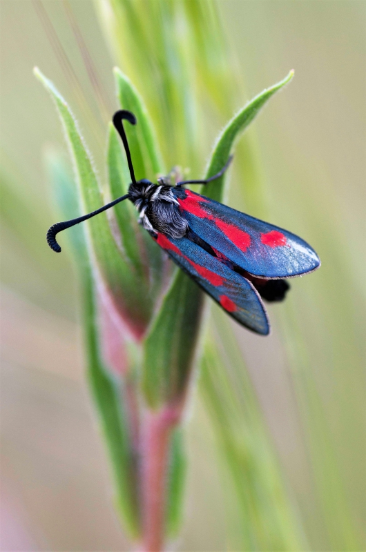 Photo Insectes
