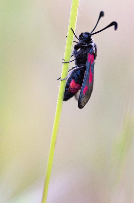 Photo Insectes