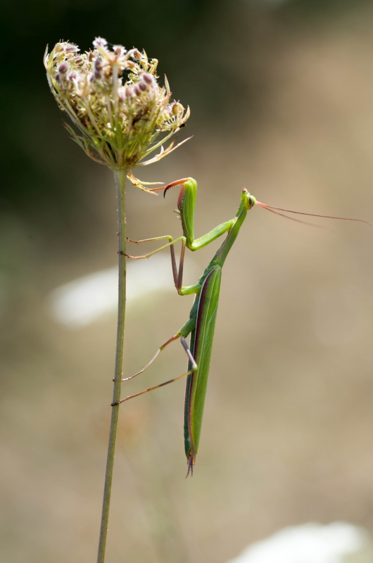 Photo Insectes