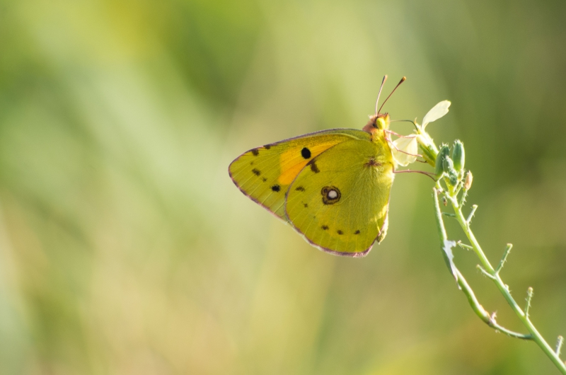 Photo Insectes