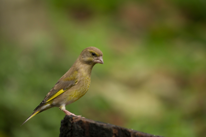 Photo Oiseaux Verdier d'Europe (Chloris chloris)