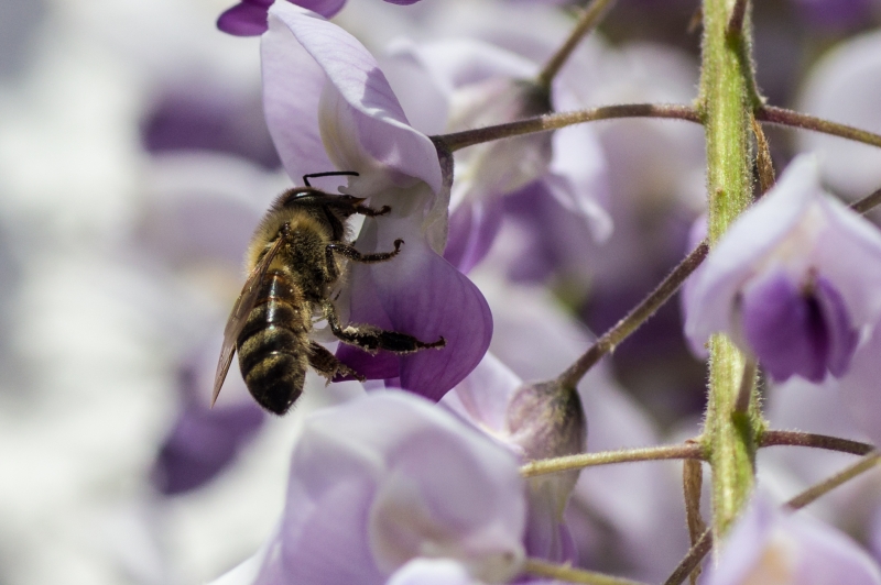 Photo Insectes