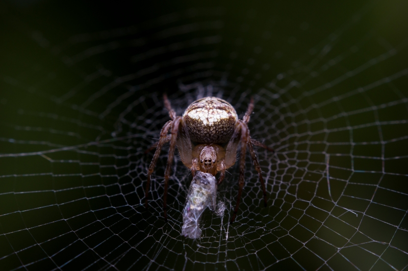 IMGP5330.jpg Epeire diadème (Araneus diadematus)