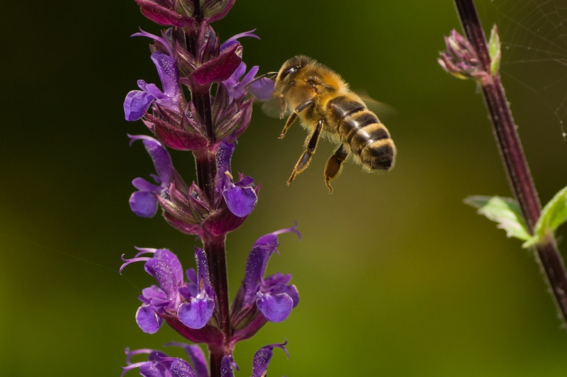 Photo Insectes