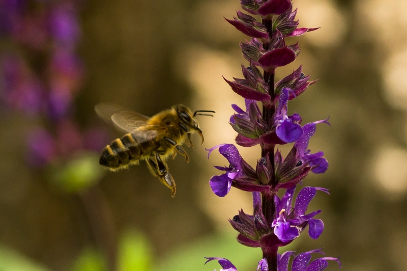 Photo Insectes