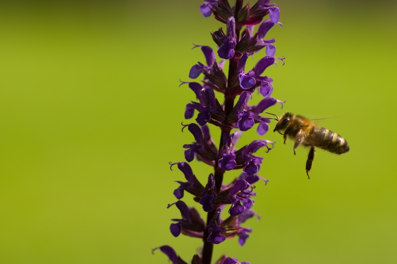 Photo Insectes
