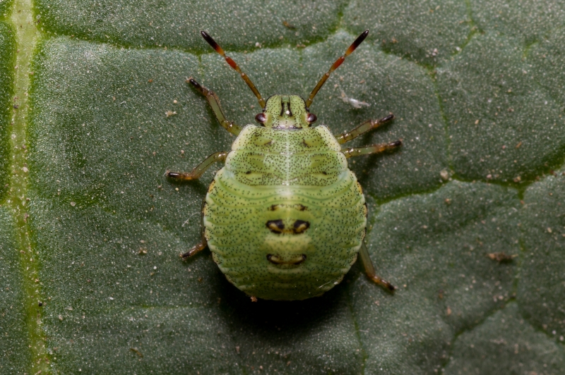Photo Insectes