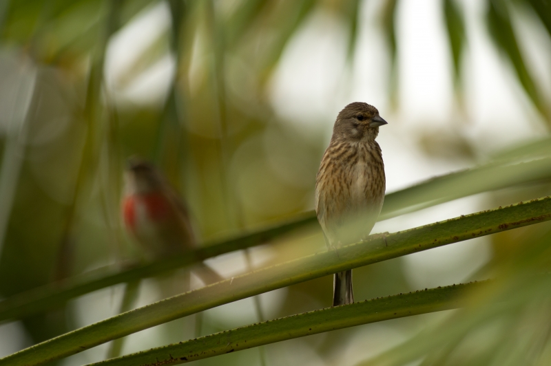 Photo Oiseaux Linotte mélodieuse (Linaria cannabina)