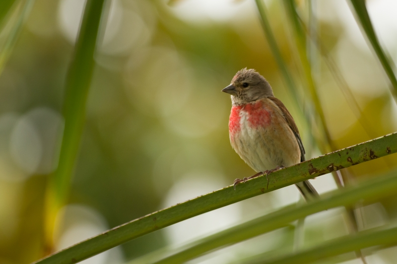 Photo Oiseaux Linotte mélodieuse (Linaria cannabina)