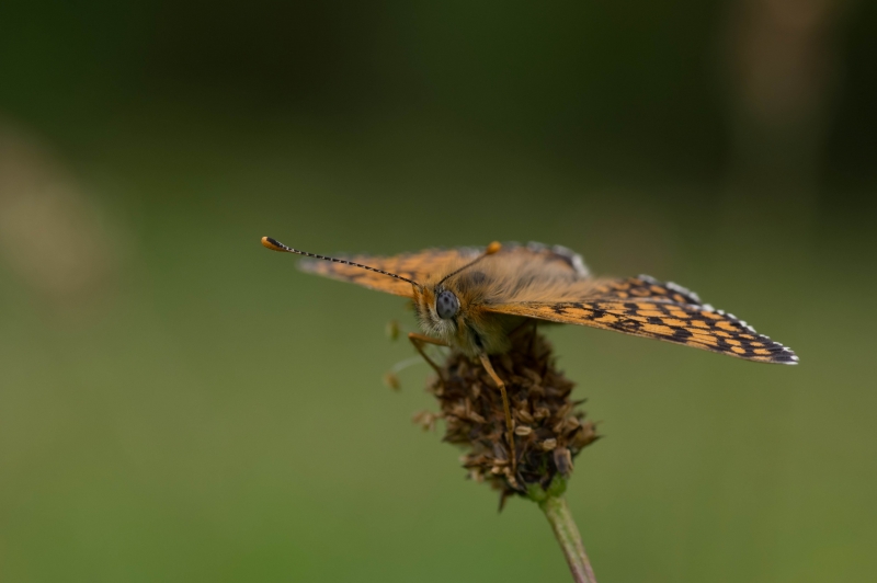 Photo Insectes Mélitée