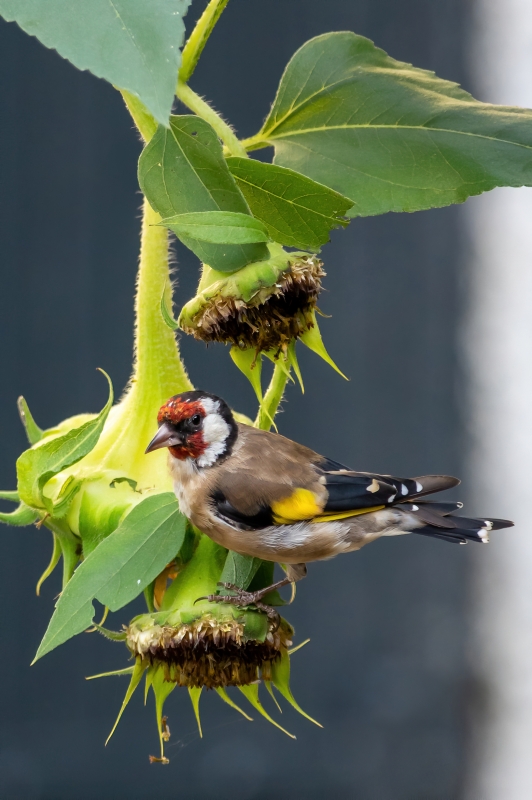 Photo Oiseaux Chardonneret élégant (Carduelis carduelis)