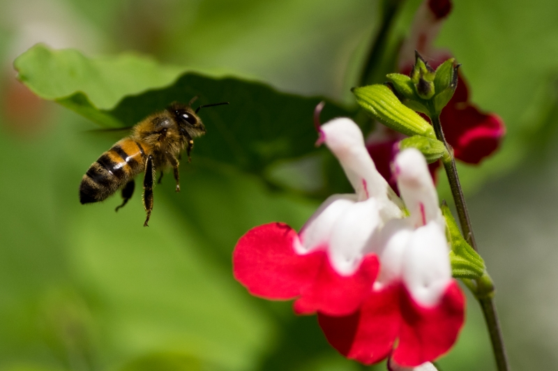 Photo Insectes Abeille