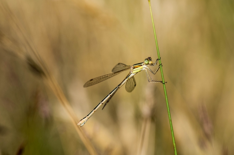 Photo Insectes Leste sauvage (Lestes barbarus)