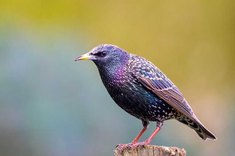 Photo Oiseaux Etourneau sansonnet (Sturnus vulgaris)