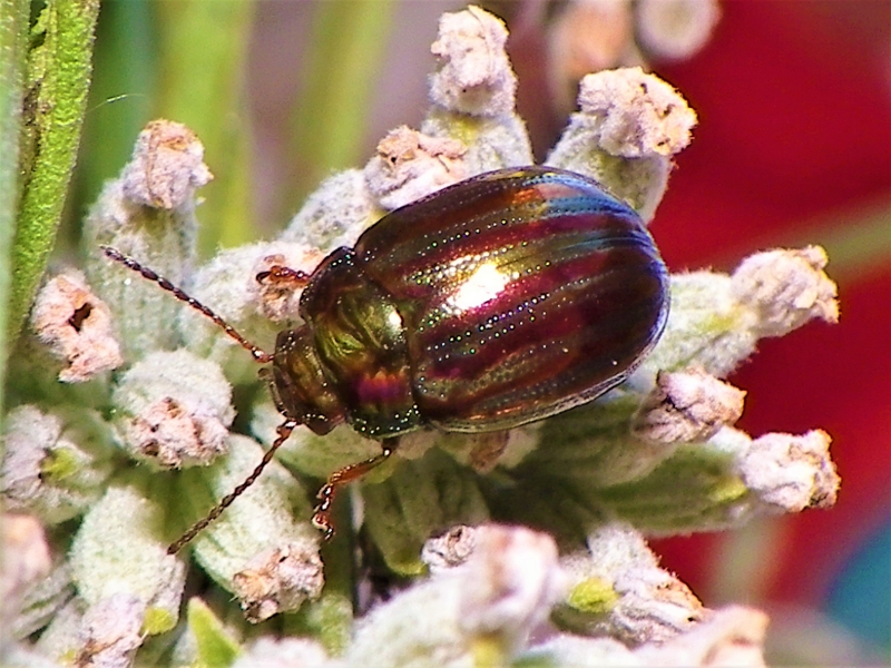 Chrysomele_du_romarin_2.jpg