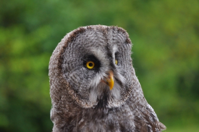 Oiseaux chouette lapone chouette