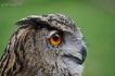 Oiseaux hibou hibou grand-duc