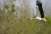 Oiseaux Cigogne blanche (Ciconia ciconia) cigogne