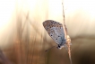 Insectes