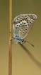 Insectes