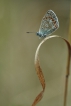 Insectes