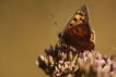 Insectes