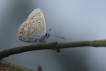 Insectes