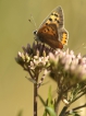 Insectes