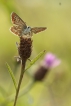 Insectes