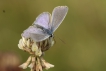 Insectes