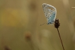 Insectes